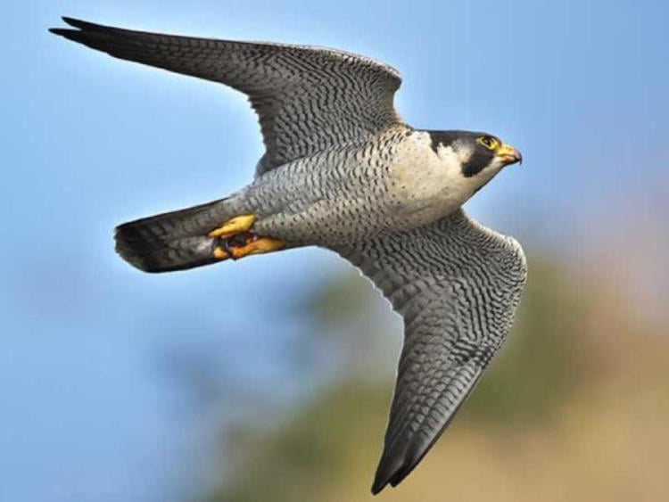 halcón peregrino halcón peregrino