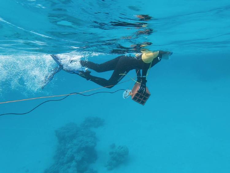 La contaminacion acustica perturba la vida en los oceanos La contaminacion acustica perturba la vida en los oceanos