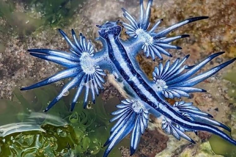 dragon azul Apareció en un charco del Racó de Mar y aunque no representa un peligro grave, autoridades piden no tocarlo y alertar a los socorristas. (PINTEREST)