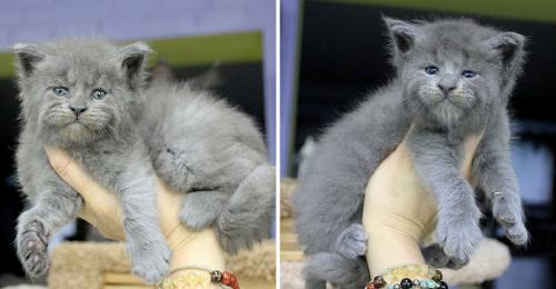 gatos rusos viejitos gatos rusos viejitos