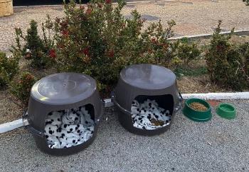 perro casas envases potes brasil tupa callejeros alimento0000