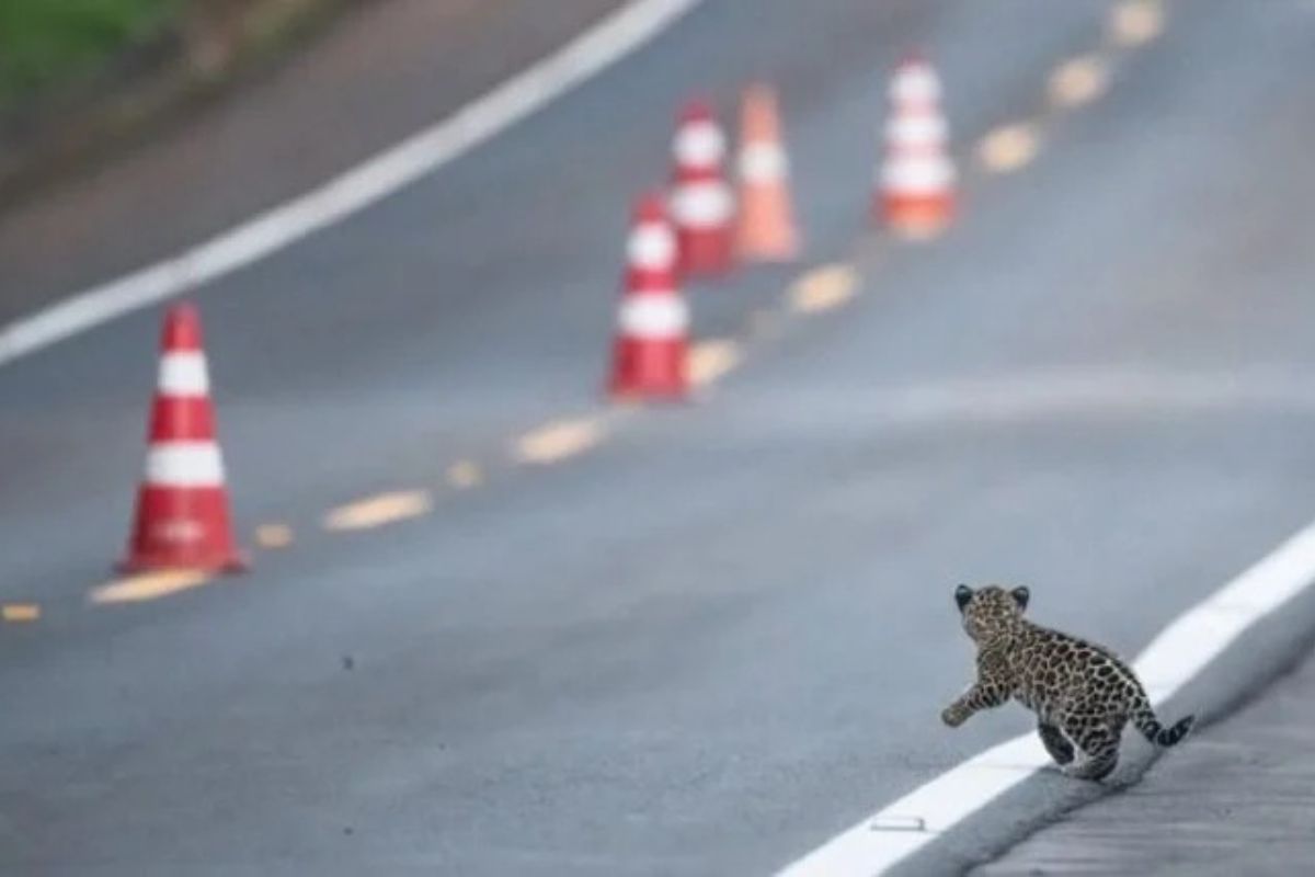 \"Yo freno por la fauna”, una campaña integral para enfrentar el atropellamiento de animales silvestres