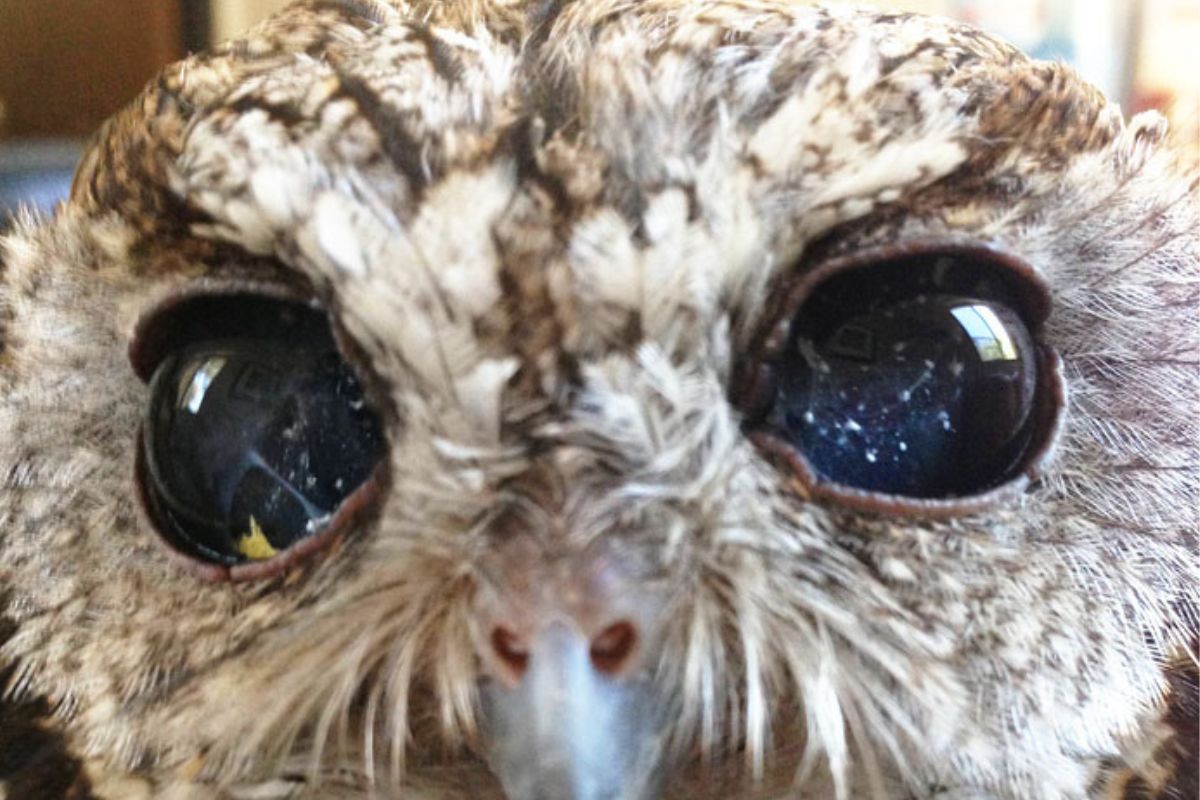 Imagen: culturainquieta.com