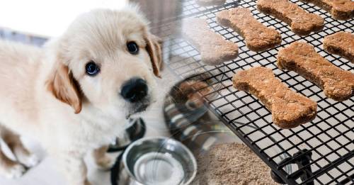 Cómo hacer golosinas para perros caseras y saludables