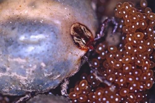 huevo garrapata Huevos de garrapatas: cómo identificarlos y qué elemento casero usar para eliminarlos. (MSN)