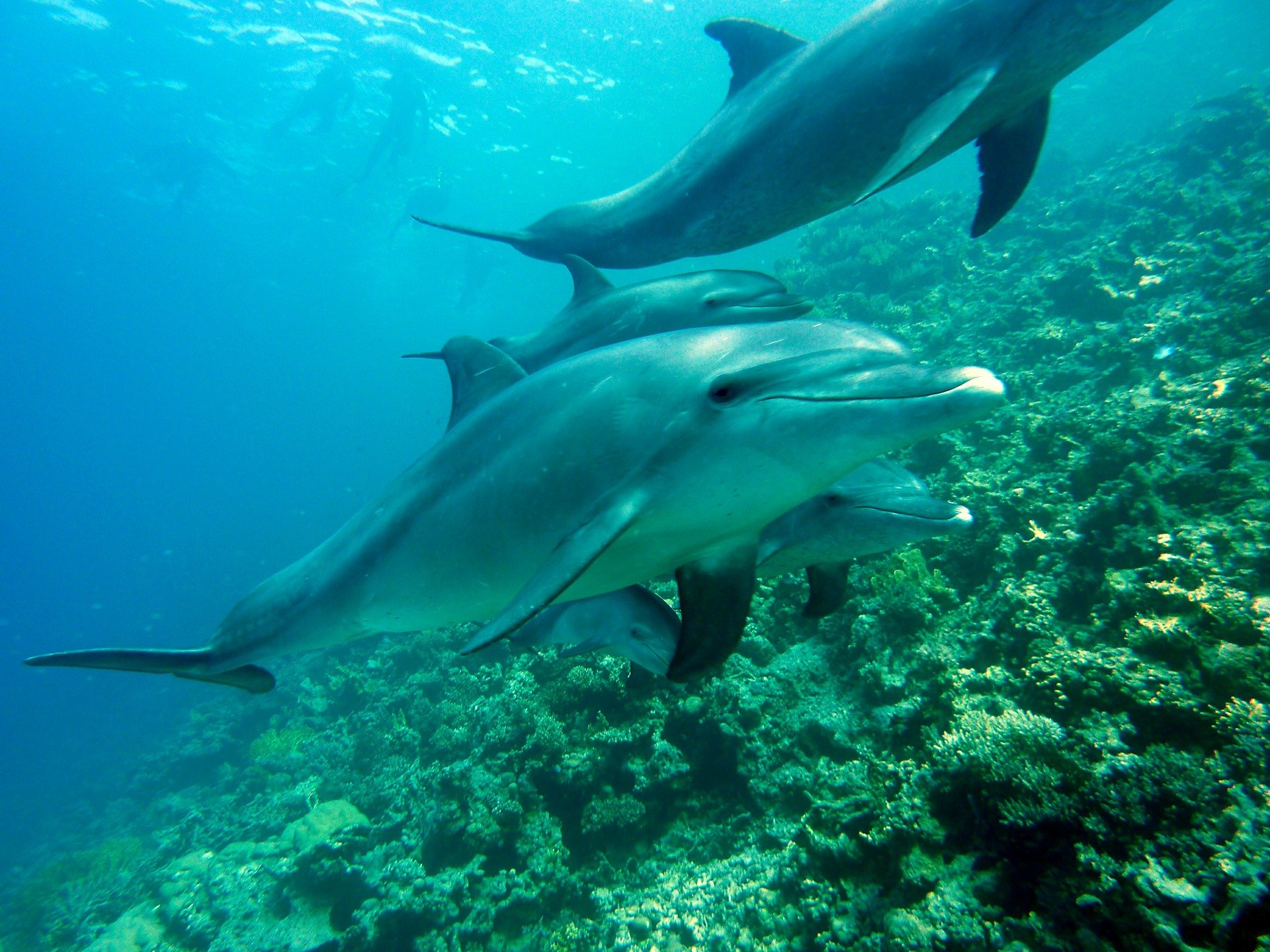 Un grupo de delfines nadando