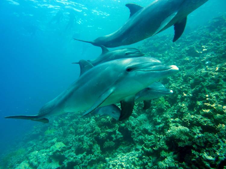 delfines Un grupo de delfines nadando