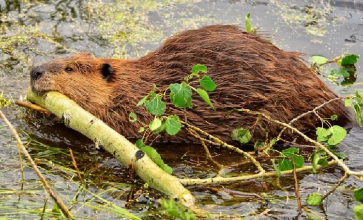 castor canadiense con una rama nadando