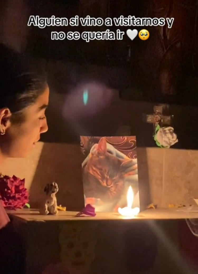 gatito dia de muertos2 gatito dia de muertos2