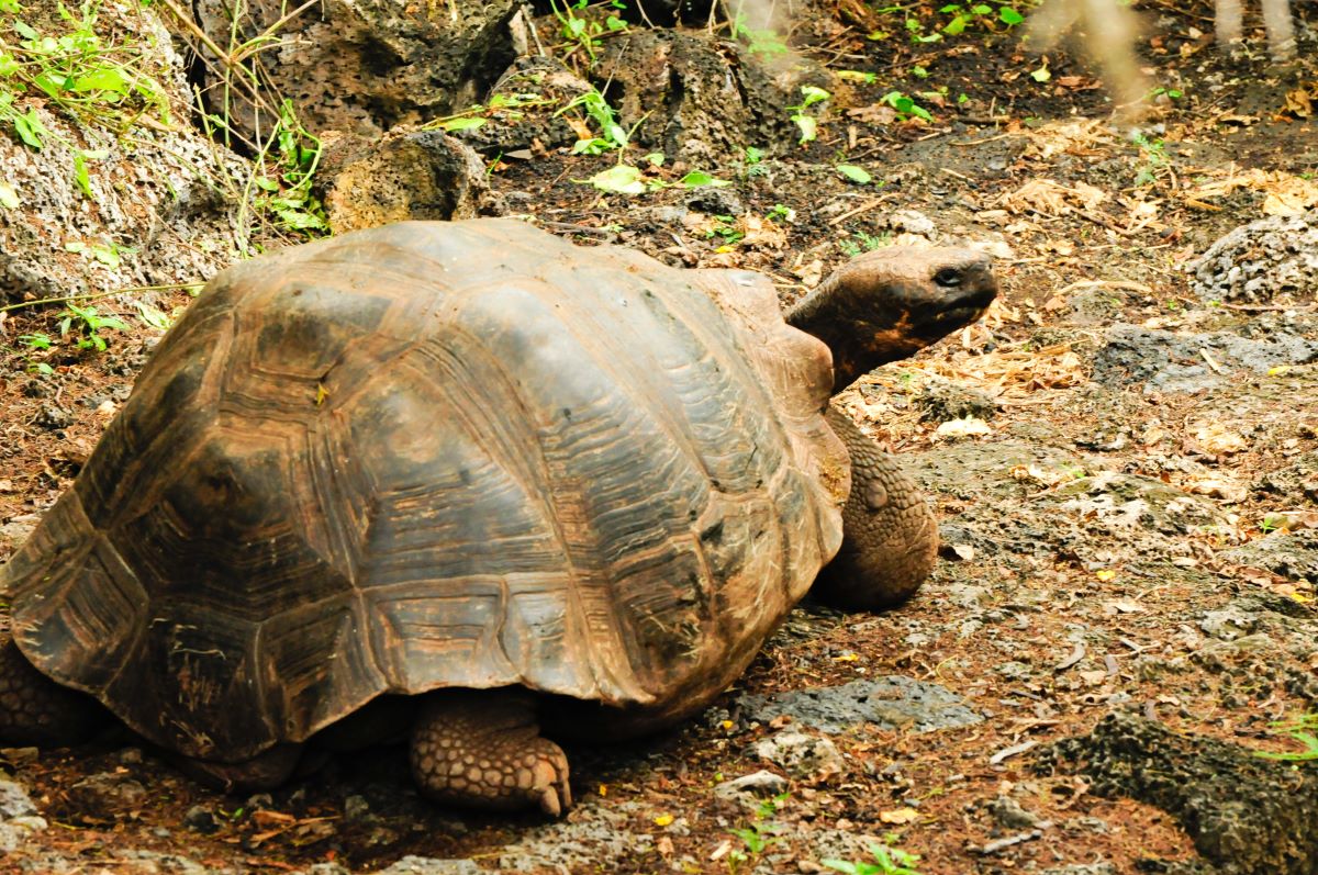 Tortugas gigantes Galápagos