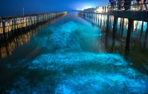 Estos son los mejores lugares del mundo para disfrutar de la bioluminiscencia