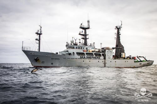 Sam Simon Sea Shepherd