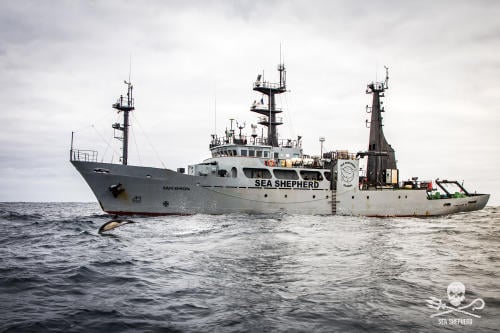 Sam Simon Sea Shepherd Sam Simon Sea Shepherd