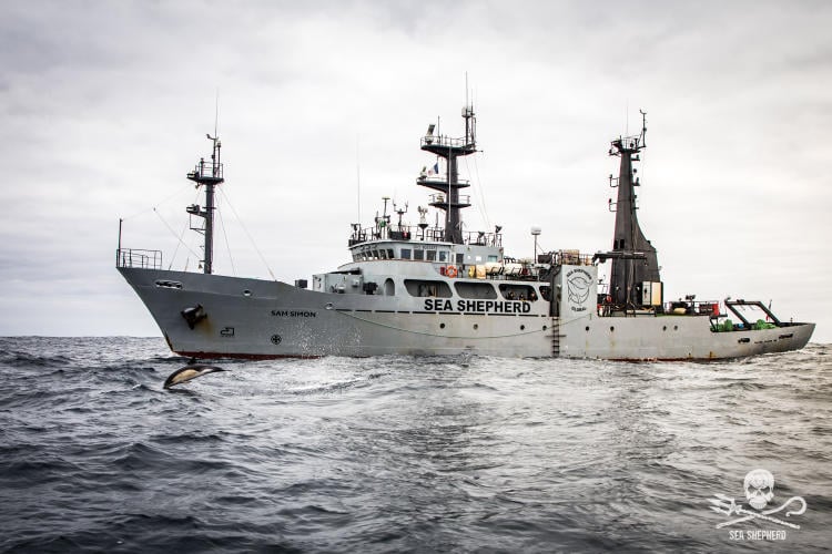 Sam Simon Sea Shepherd Sam Simon Sea Shepherd