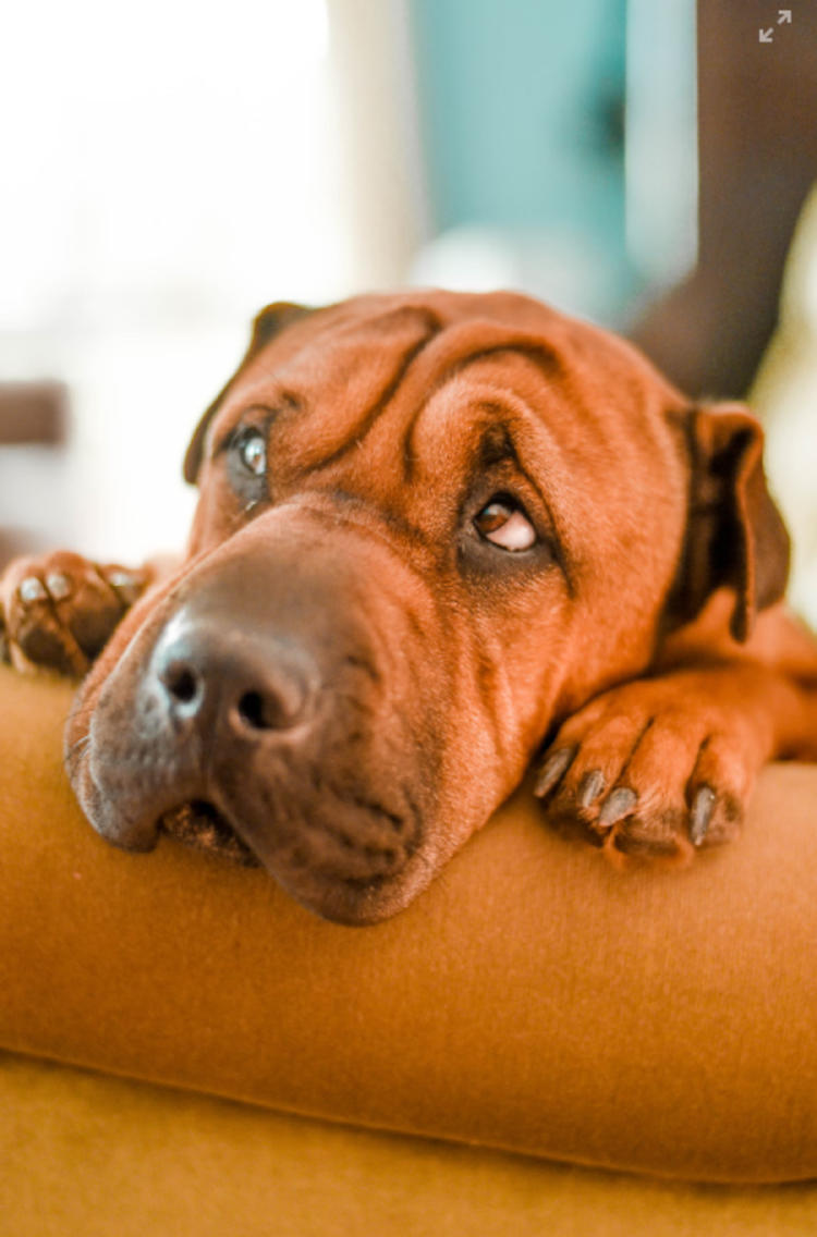 perro troste unsplash perro troste unsplash