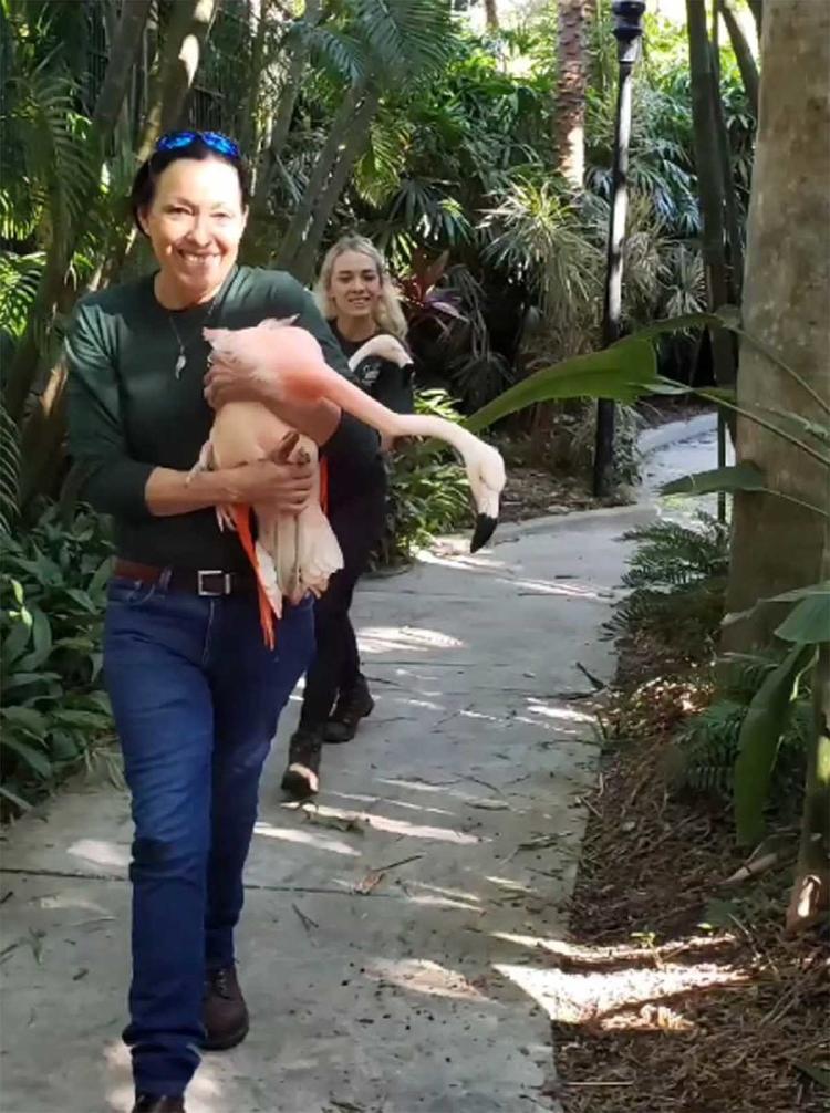 flamencos huracán flamencos huracán