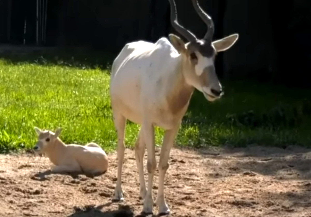 antílope2 antílope2