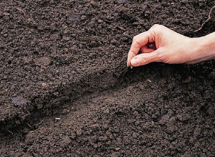 5821eb62949f9.jpg 5821eb62949f9.jpg