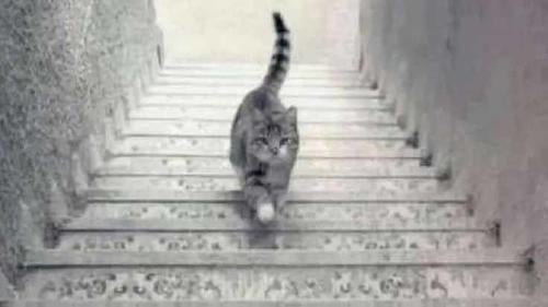 ilusion gato escaleras