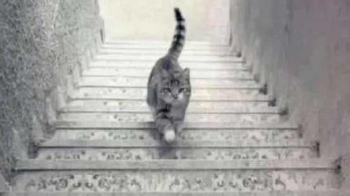 ilusion gato escaleras ilusion gato escaleras