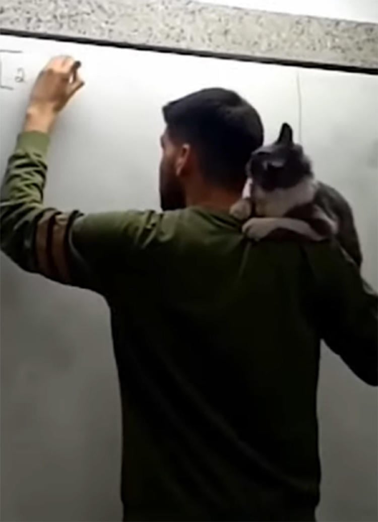 gato profesor2 gato profesor2