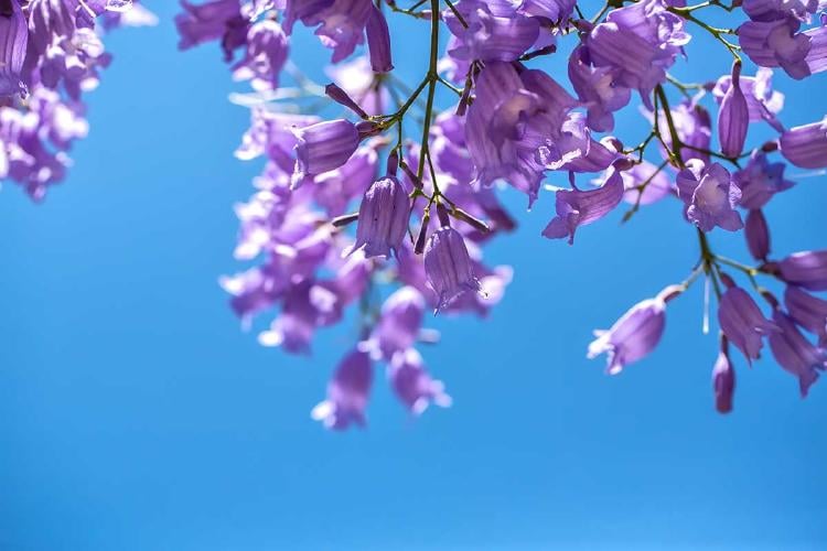 jacaranda AdobeStock_160630902 jacaranda AdobeStock_160630902
