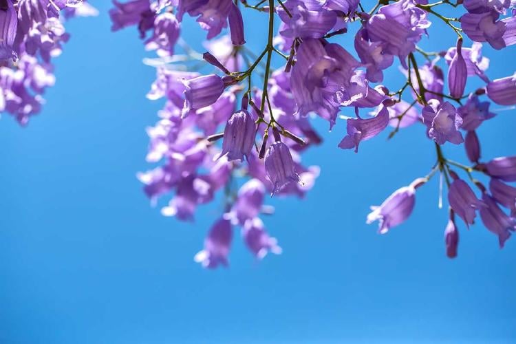 jacaranda AdobeStock_160630902