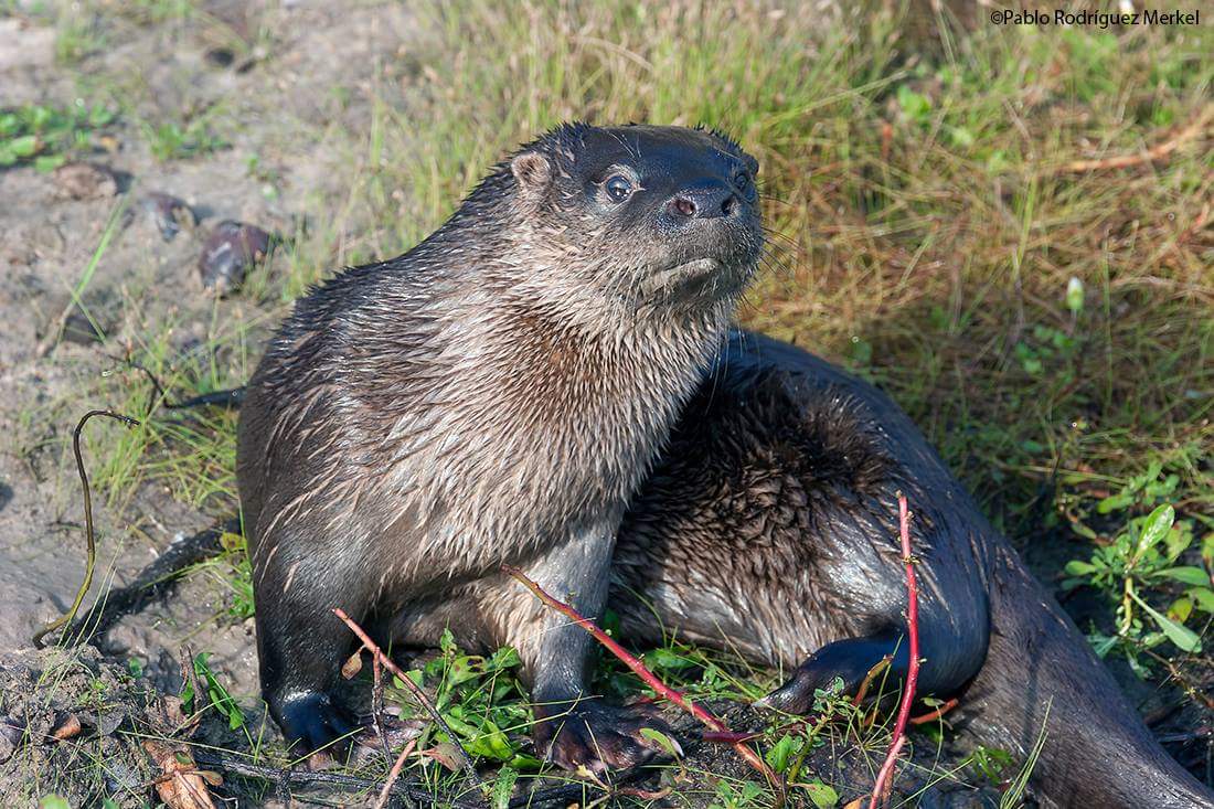 Lobito de río - Ph Pablo Rodriguez Merkel_ Lobito de río - Ph Pablo Rodriguez Merkel_