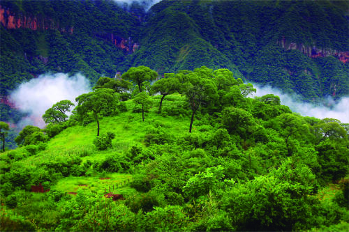 Así es la Reserva de la Biósfera de las Yungas en el norte argentino