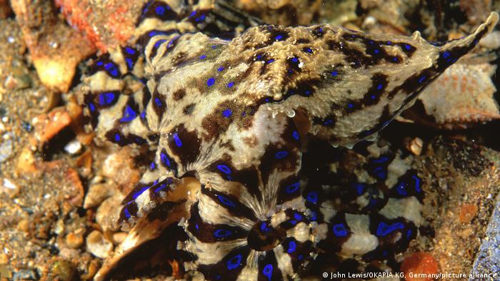 65172407 303 65172407 303