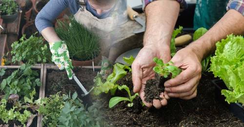 Qué plantar en el mes de septiembre en ambos hemisferios Qué plantar en el mes de septiembre en ambos hemisferios