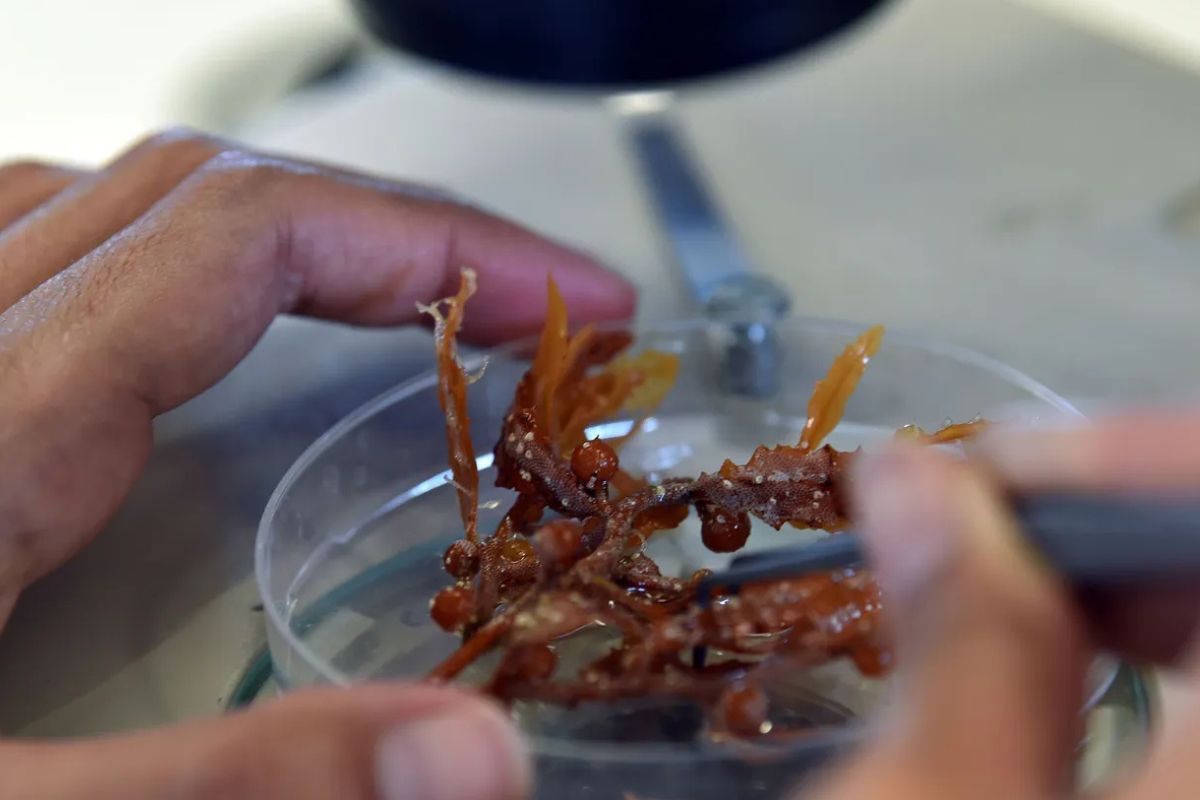El sargazo (Sargassum natans y Sargassum fluitans) es una macroalga que pasa todo su ciclo de vida flotando en la superficie del océano. RODRIGO ARANGUA/AFP via Getty Images