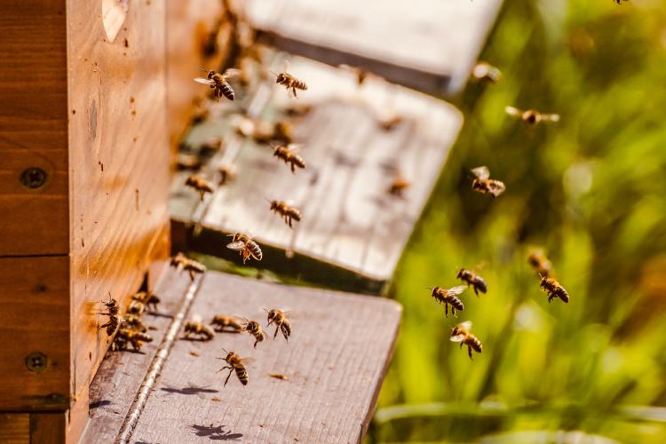 Cabañas con abejas son una nueva terapia anti estrés en Rumania