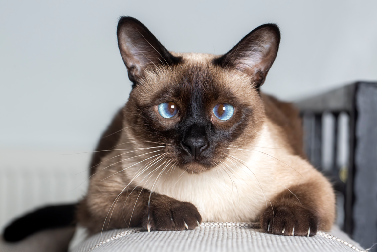 gato gato