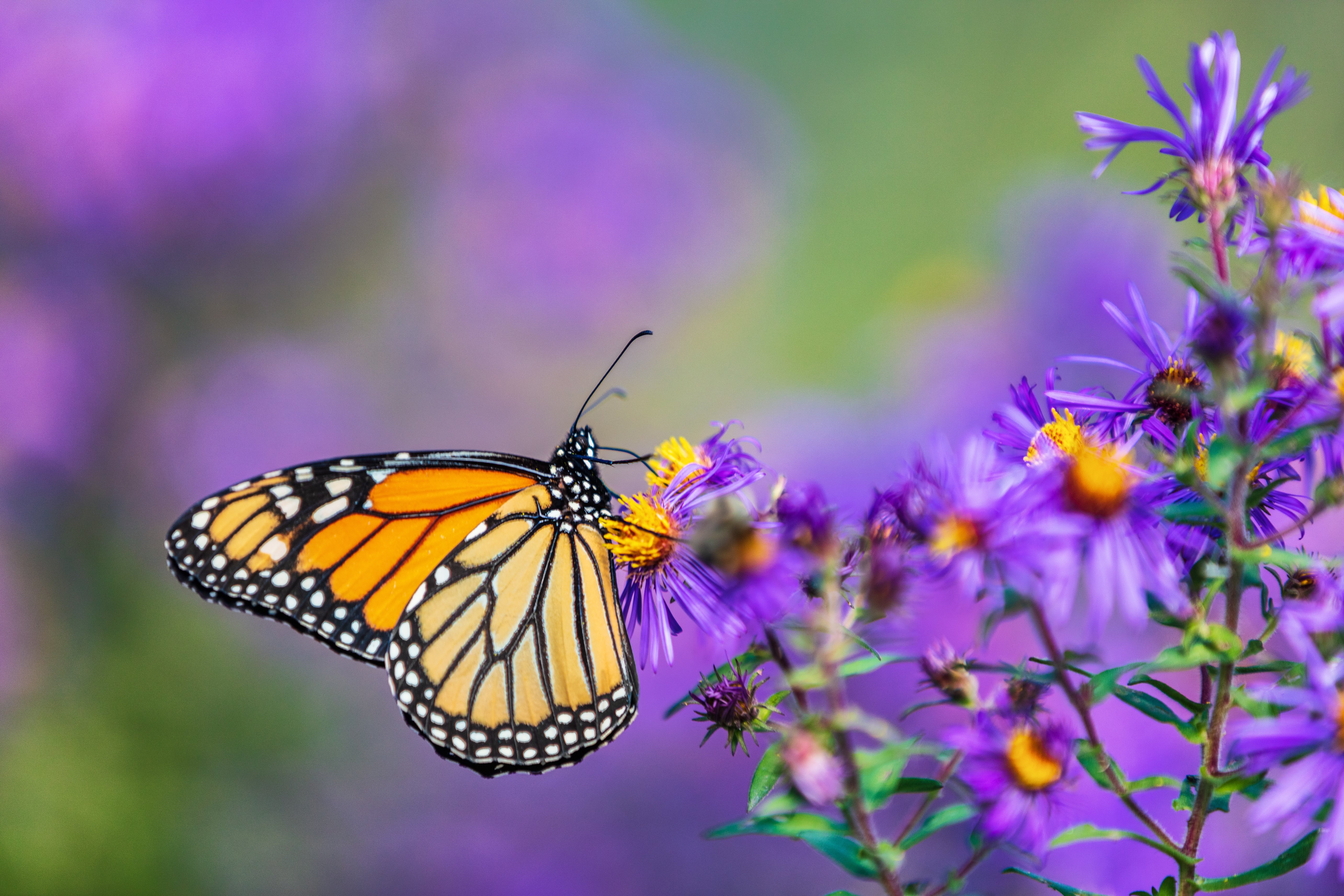 significado de las mariposas