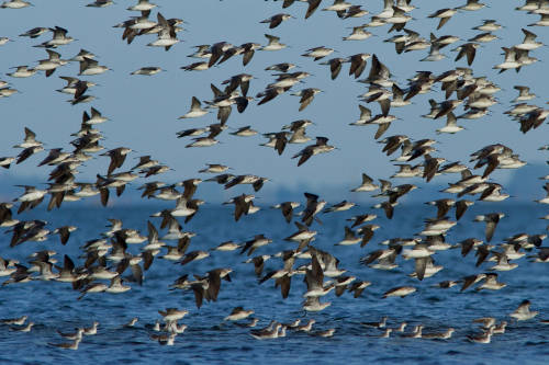 Migración de aves: uno de los fenómenos más cautivantes de la naturaleza
