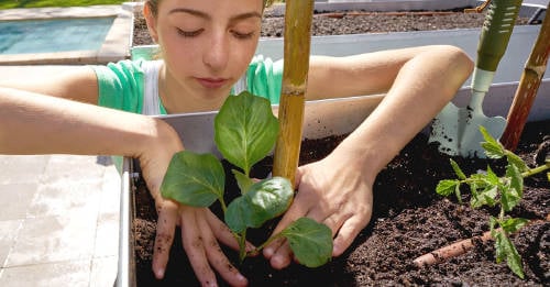 11 consejos empezar cultivar propios elementos 11 consejos empezar cultivar propios elementos