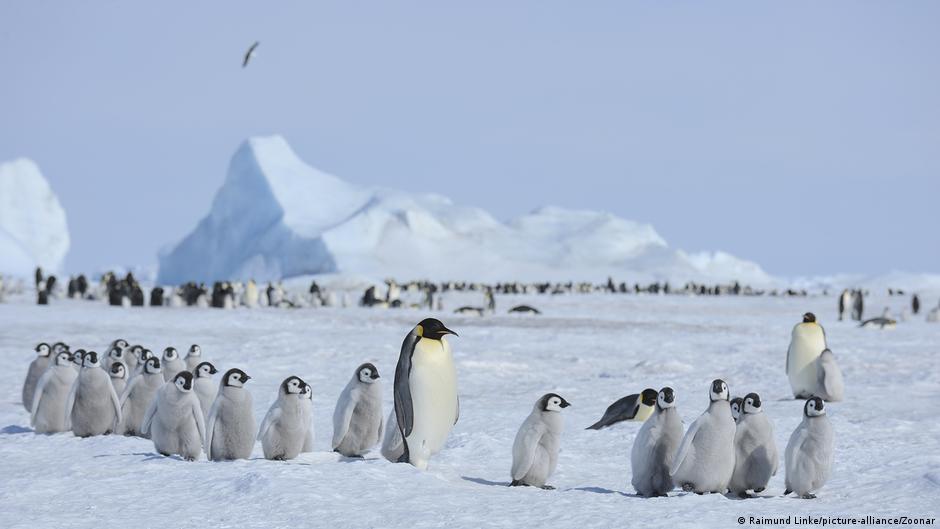 Antártida pingüinos emperador El derretimiento de los hielos impacta en el hábitat del pingüino emperador, lo que ha hecho que las colonias abandonen las zonas periféricas para moverse hacia el sur. Países del Tratado Antártico buscan impulsar medidas para su protección.