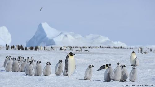 Antártida pingüinos emperador El derretimiento de los hielos impacta en el hábitat del pingüino emperador, lo que ha hecho que las colonias abandonen las zonas periféricas para moverse hacia el sur. Países del Tratado Antártico buscan impulsar medidas para su protección.