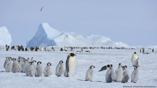 El derretimiento de los hielos impacta en el hábitat del pingüino emperador, lo que ha hecho que las colonias abandonen las zonas periféricas para moverse hacia el sur. Países del Tratado Antártico buscan impulsar medidas para su protección.