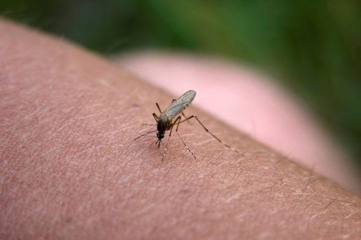 Repelente casero para mosquitos