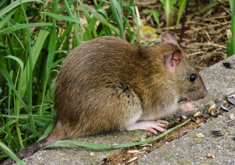 Alerta de Covid 19: ratas del sudeste asiático albergan el virus
