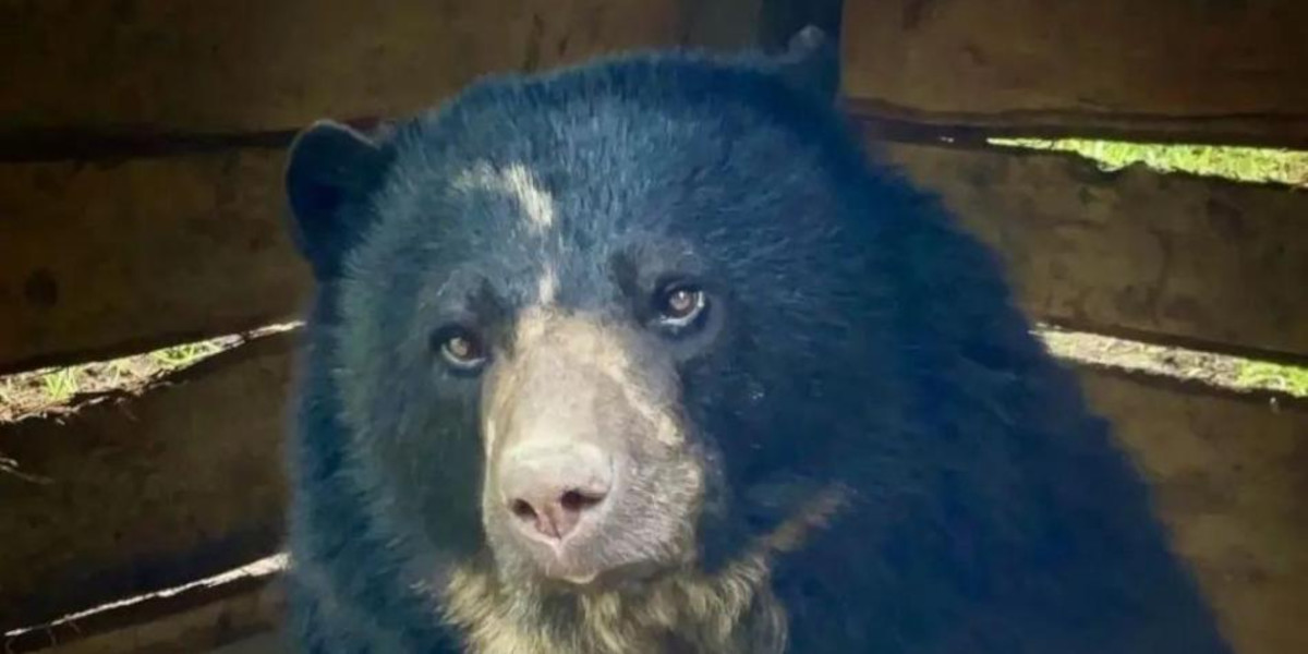 oso andino2 oso andino2