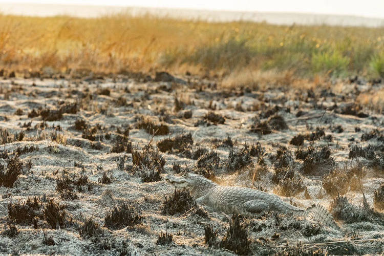 Incendios Iberá Fundación Rewilding Argentina 01 Incendios Iberá Fundación Rewilding Argentina 01