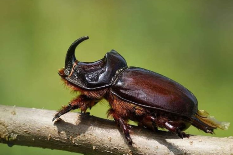 escarabajo rinoceronte El escarabajo rinoceronte del cocotero representa una amenaza seria para Hawái, tanto ecológica como económicamente. (Imagen: Pinterest)