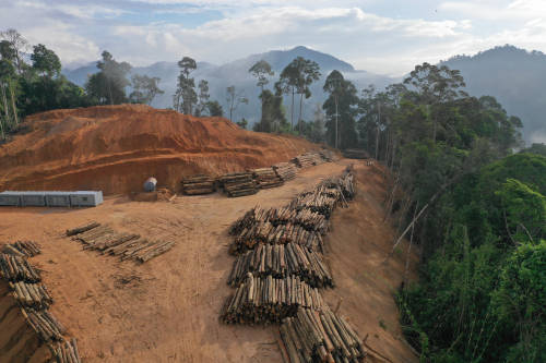 deforestacion deforestacion