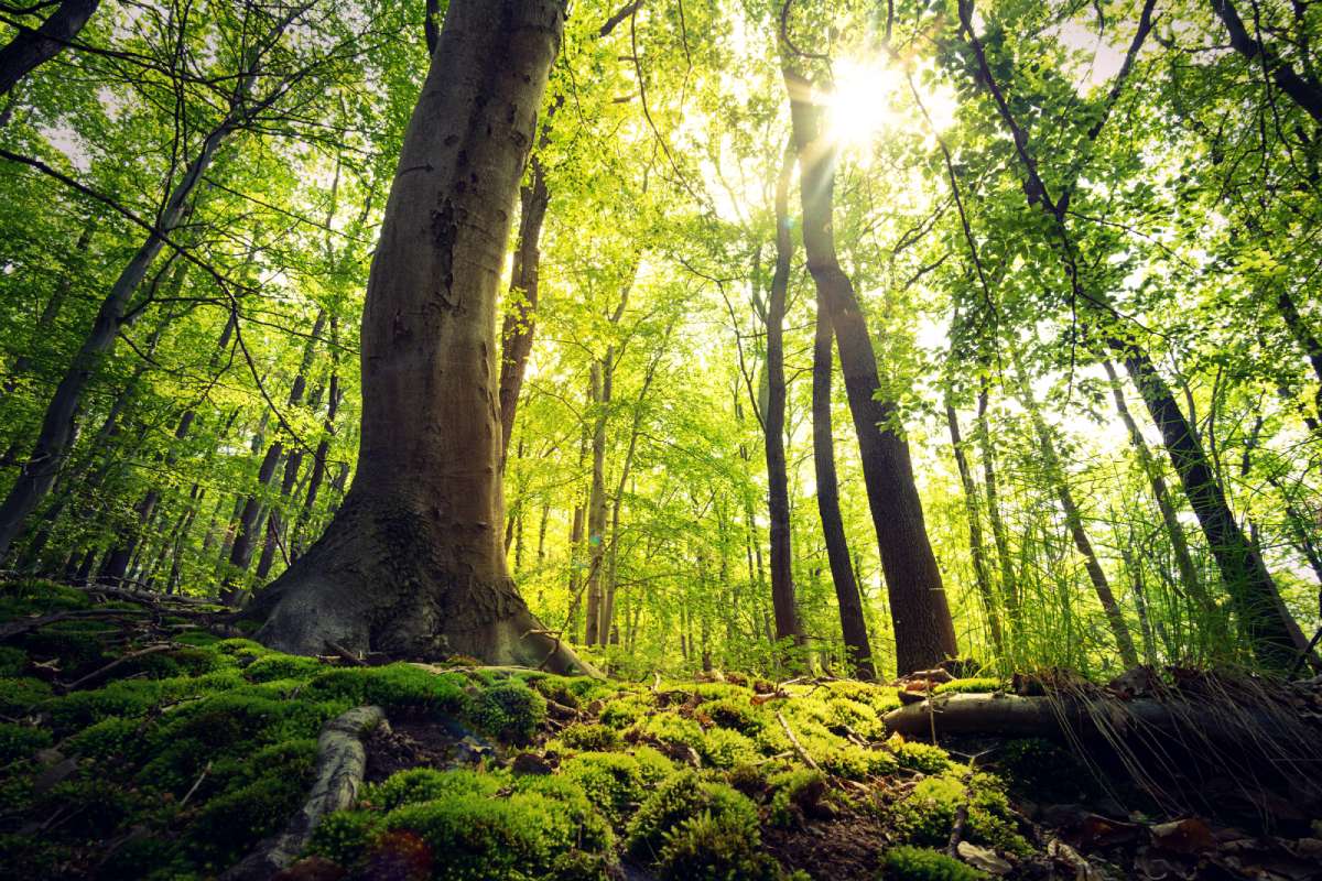 Bosque naturaleza conectada Bosque naturaleza conectada