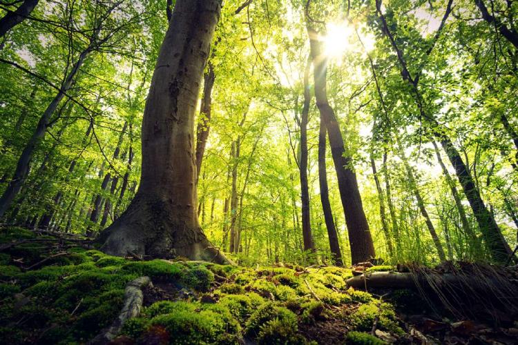 Bosque naturaleza conectada Bosque naturaleza conectada