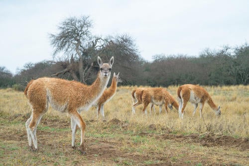 Los guanacos que fueron translocados desde Santa Cruz, llegaron en perfectas condiciones a La Pampa crédito Franco Bucci Rewilding Argentina(1) Los guanacos que fueron translocados desde Santa Cruz, llegaron en perfectas condiciones a La Pampa crédito Franco Bucci Rewilding Argentina(1)