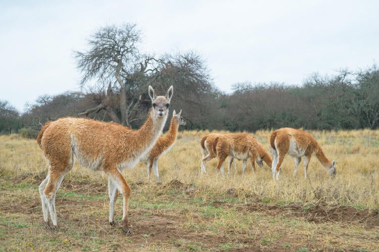 Los guanacos que fueron translocados desde Santa Cruz, llegaron en perfectas condiciones a La Pampa crédito Franco Bucci Rewilding Argentina(1)